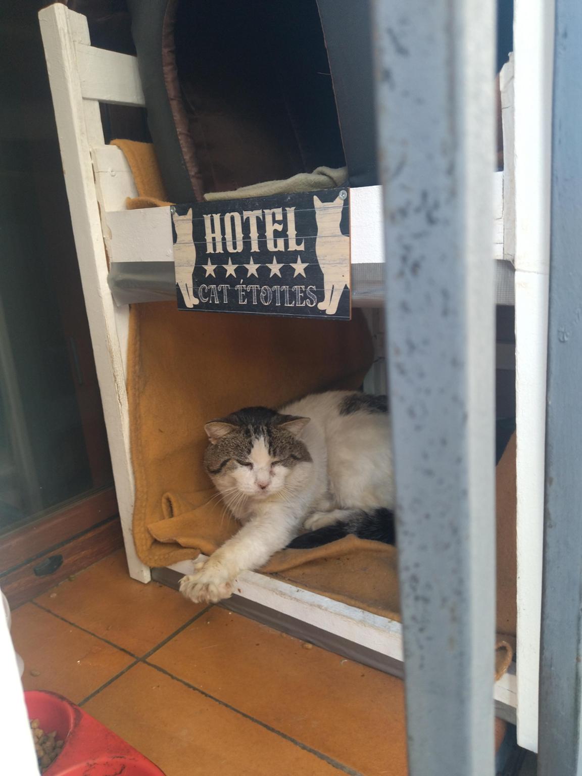 El Orfagato (ayuda a colonias felinas de Piedralaves)