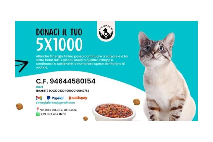 Sinergia Felina OdV Gattile di Lissone MB presso Fusi