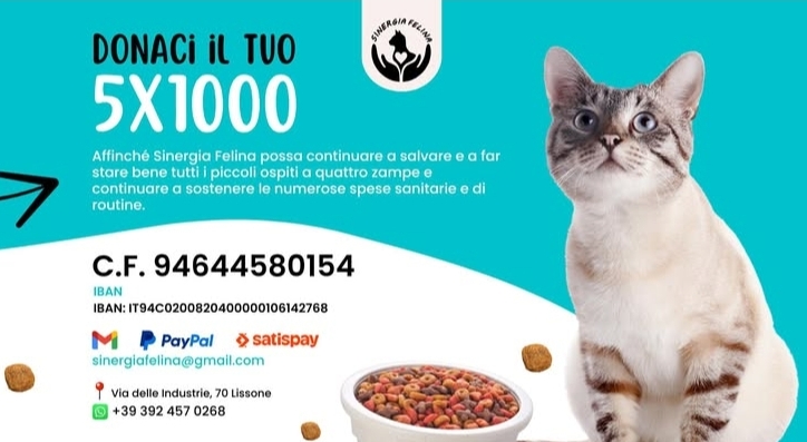 Sinergia Felina OdV Gattile di Lissone MB presso Fusi