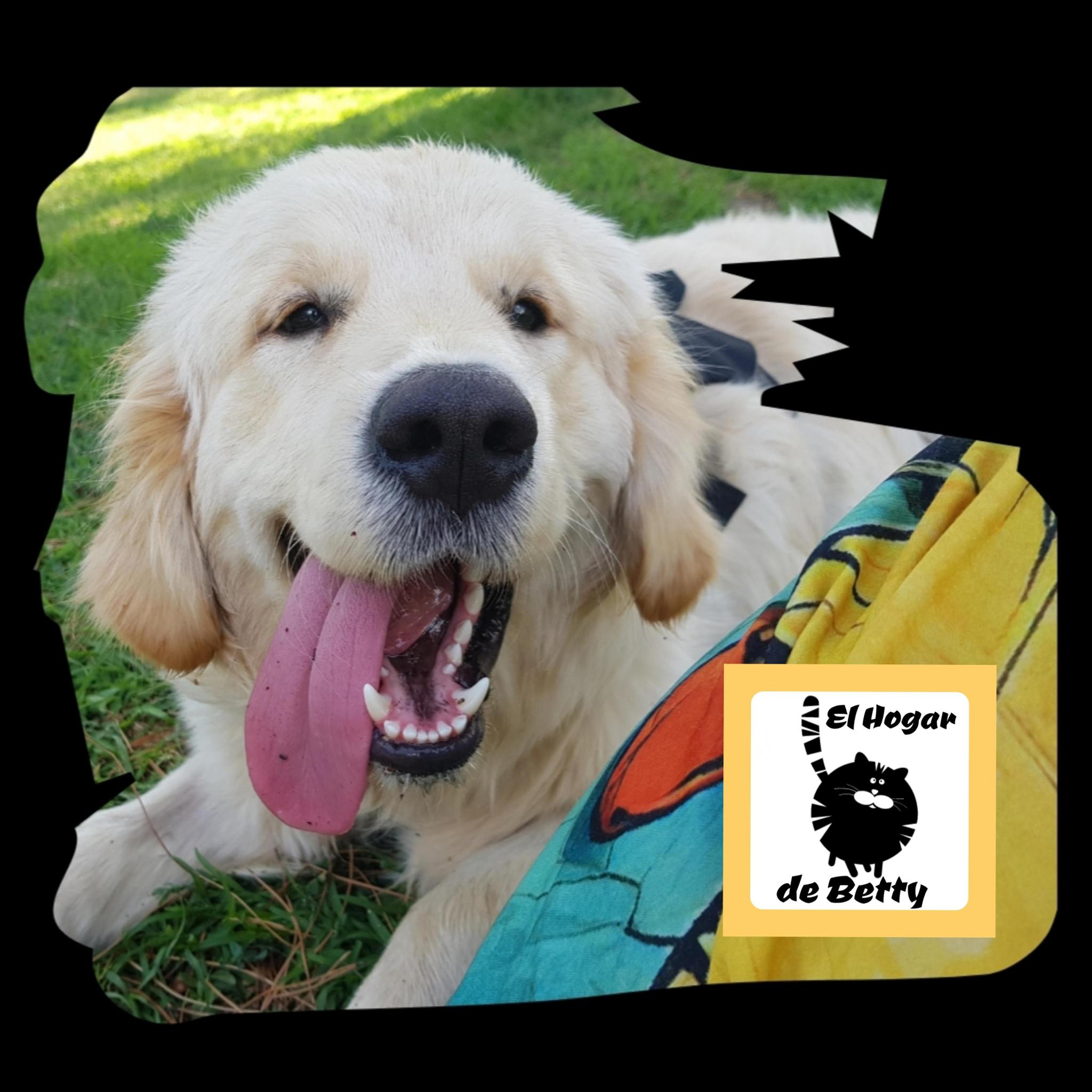 Ayudemos a Bombon( Medicaciones mensuales)