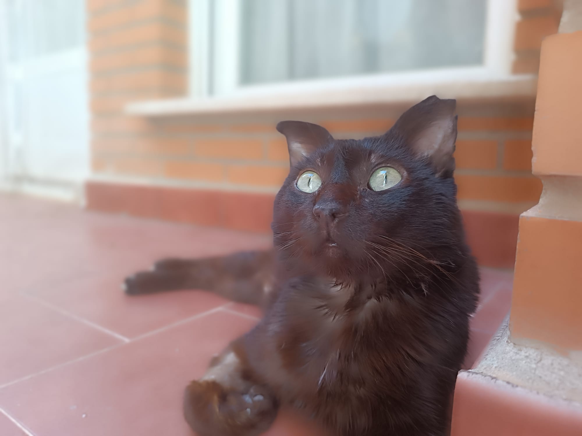 ♥️ Un euro al mes por el gato Navi ‍⬛ ♥️