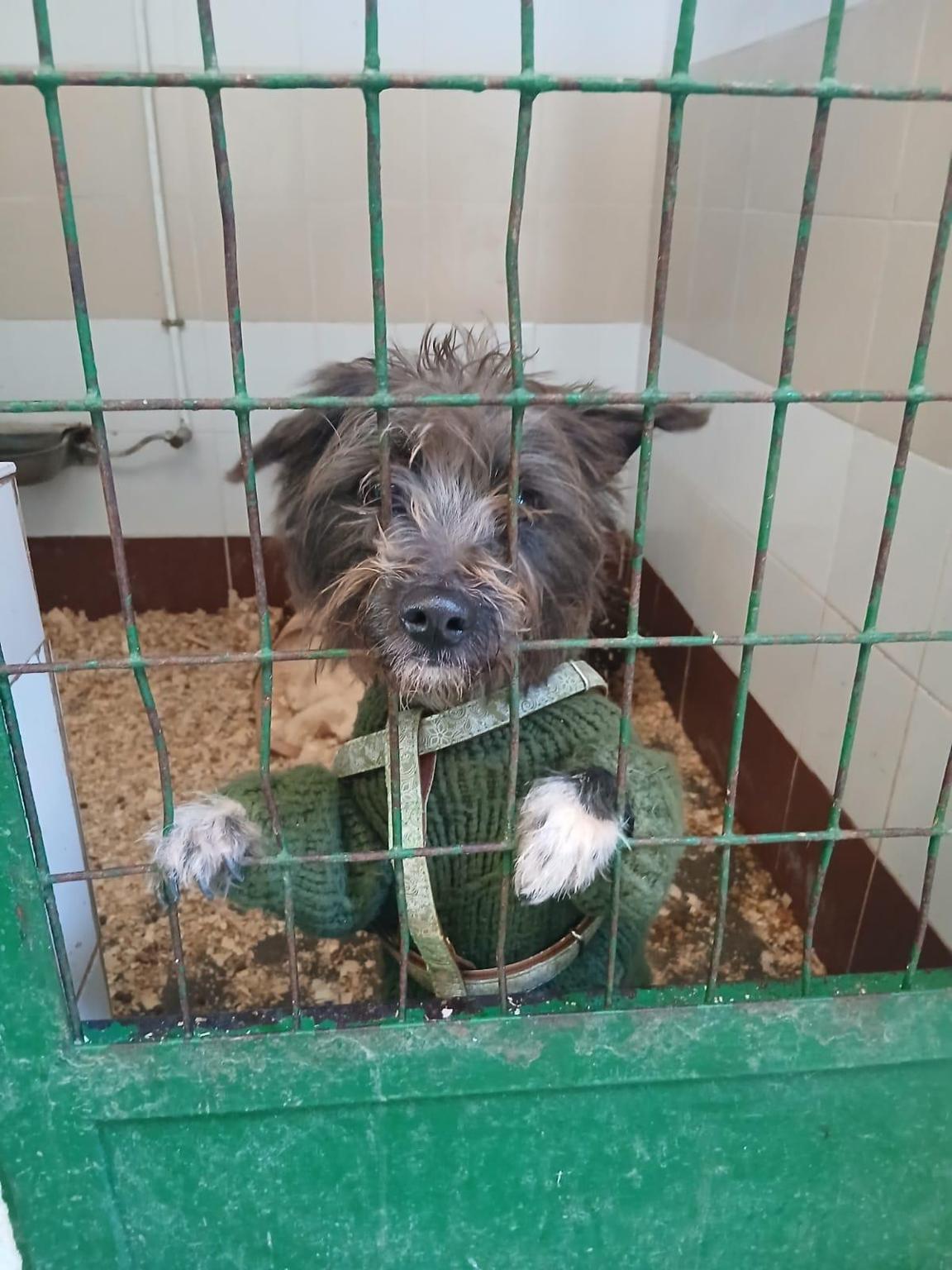 Asociación Valencia Perrera Dogs