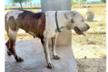 Asociación Valencia Perrera Dogs