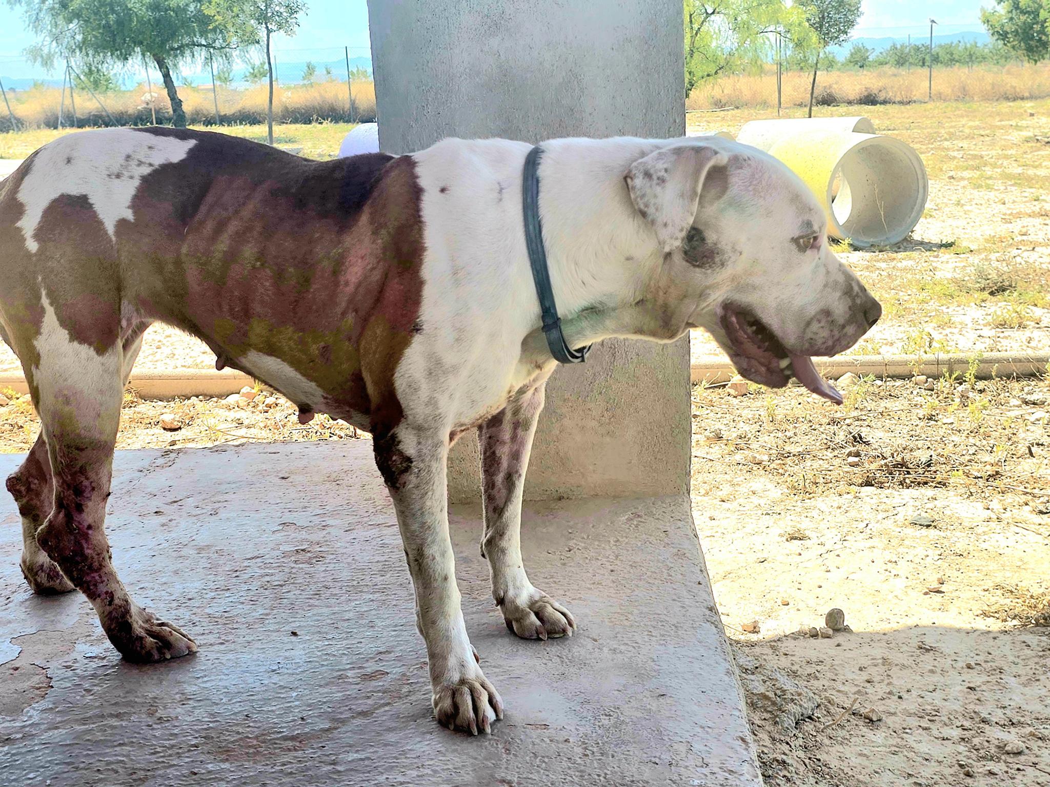 Asociación Valencia Perrera Dogs