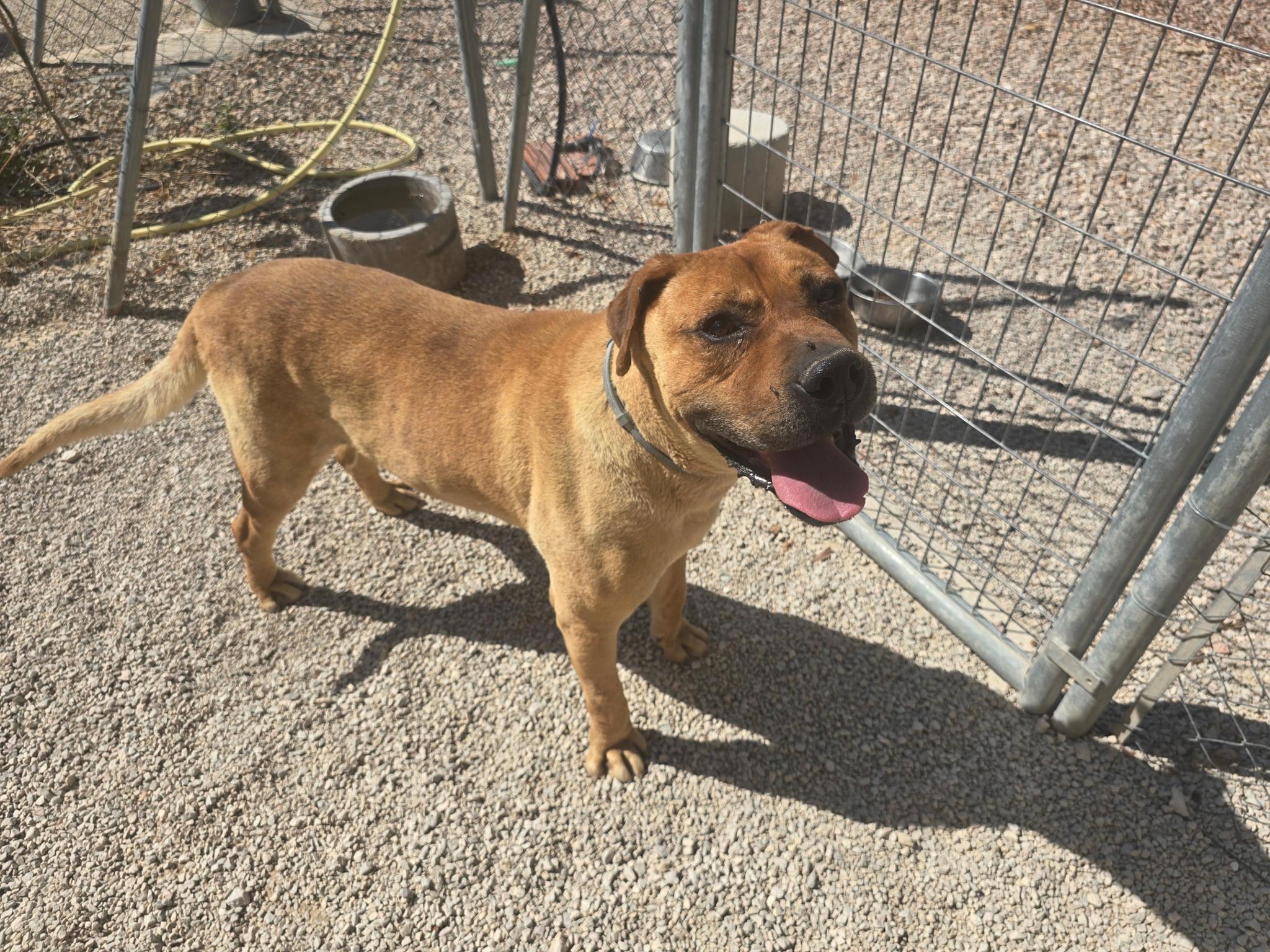 Asociación Valencia Perrera Dogs