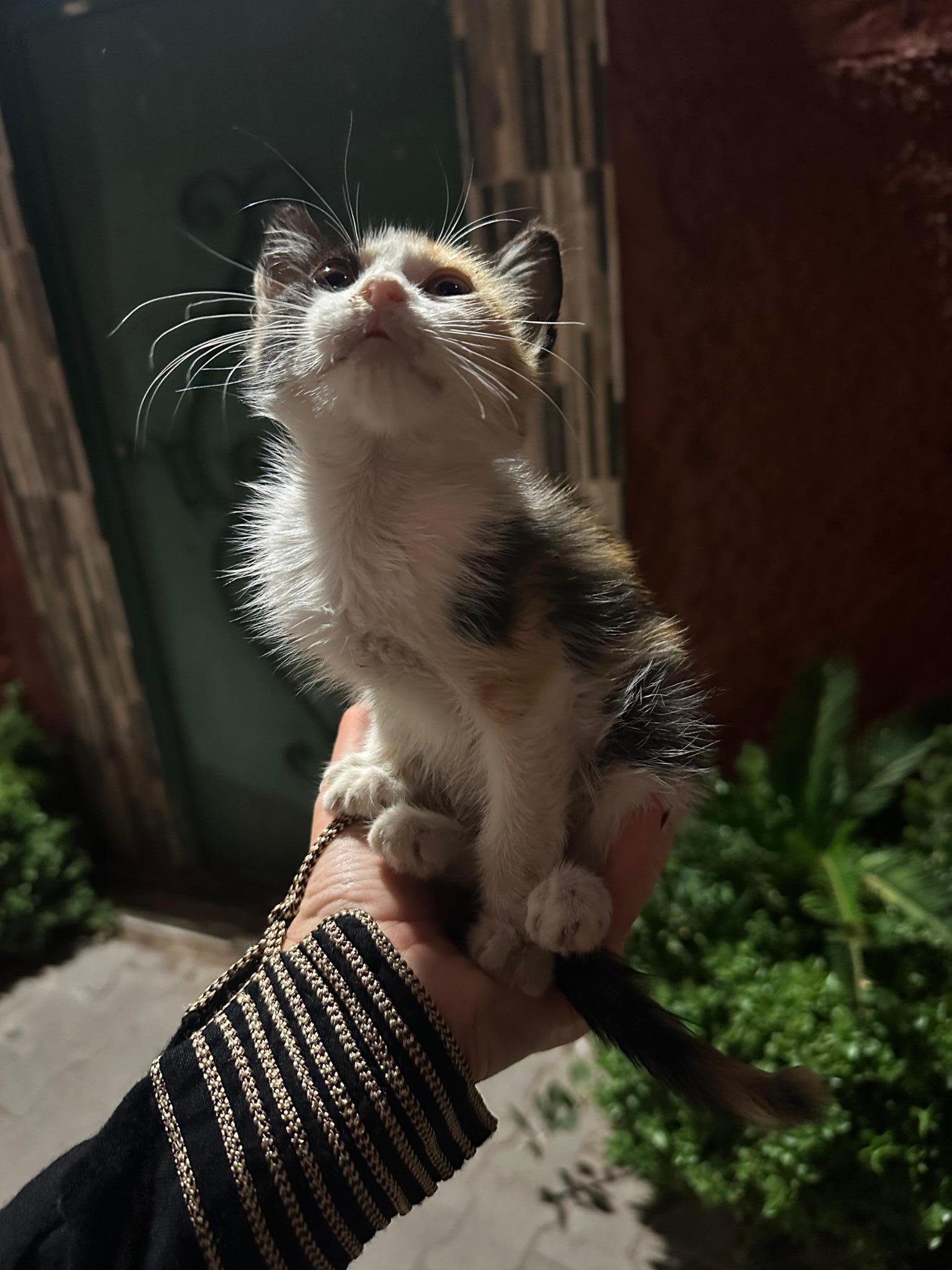 Una zampa alla volta - Tuteliamo i gatti della Medina di Marrakech
