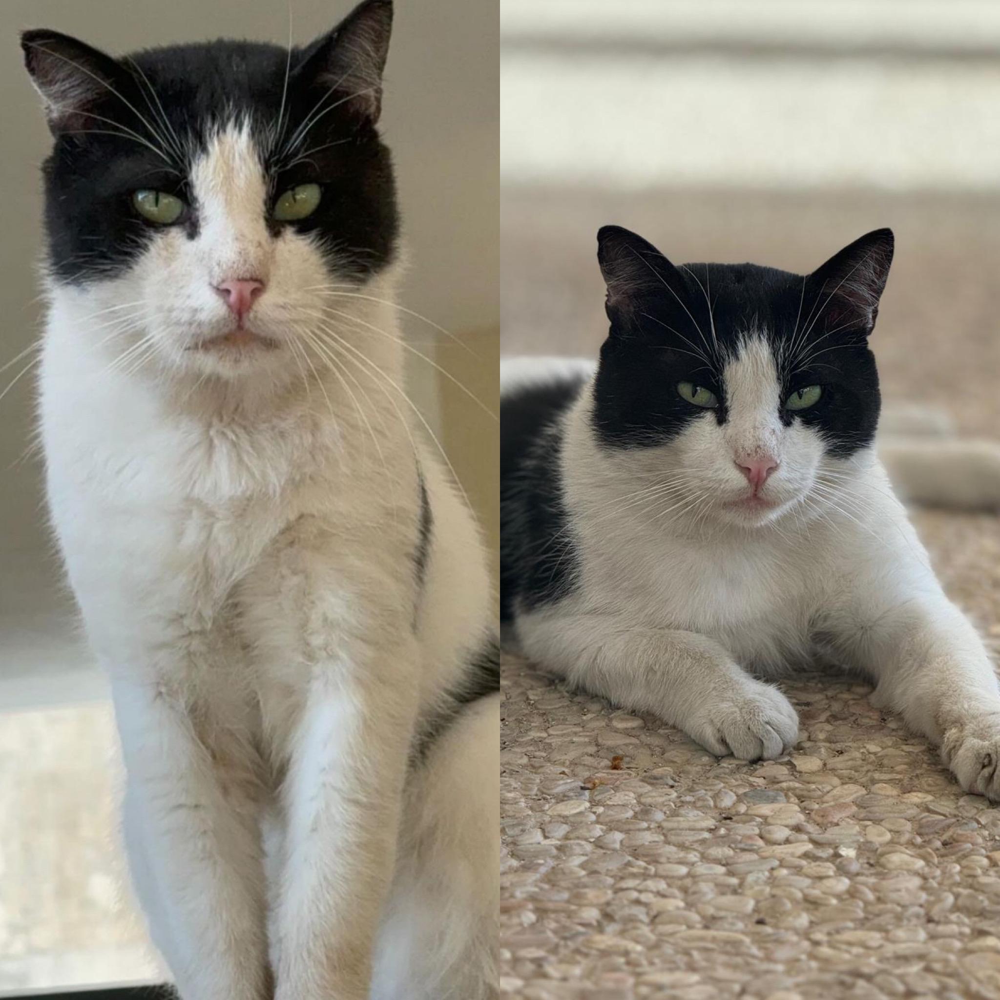 Il Regno di Papi 
Colonia felina