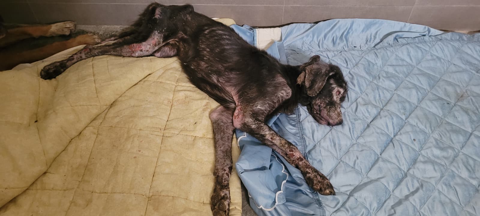 SAT - Protectora SAT Animal Rescue