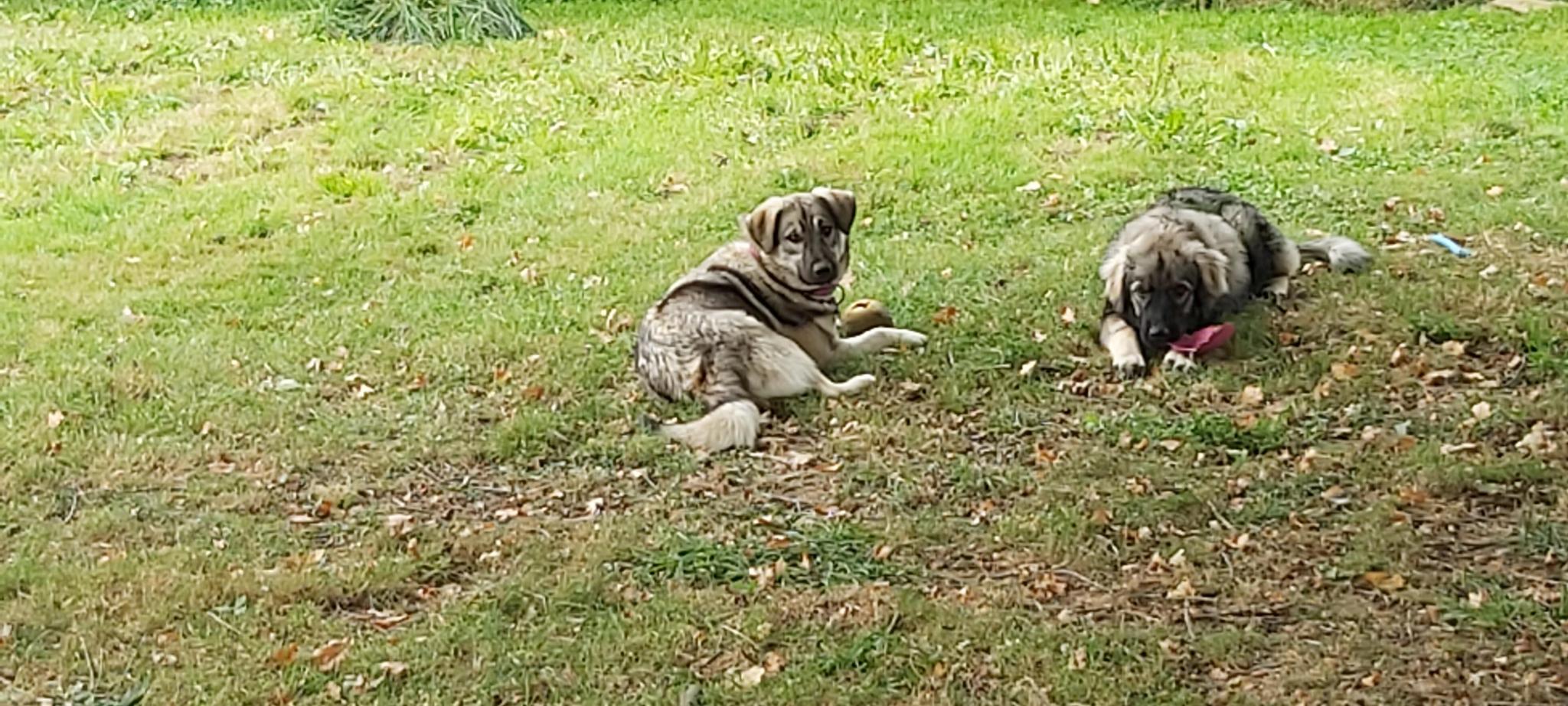 Ladies and the Tramps/Mesdames et les Clochards