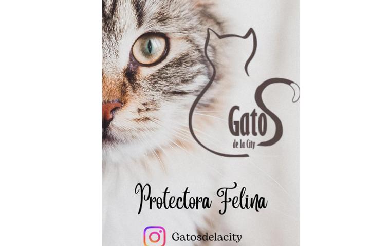 Gatosdelacity Protectora Felina