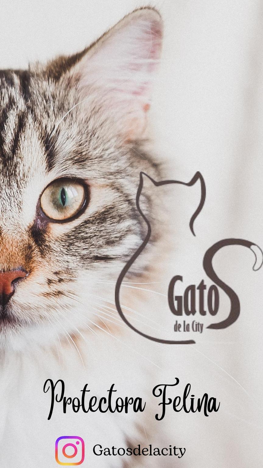 Gatosdelacity Protectora Felina