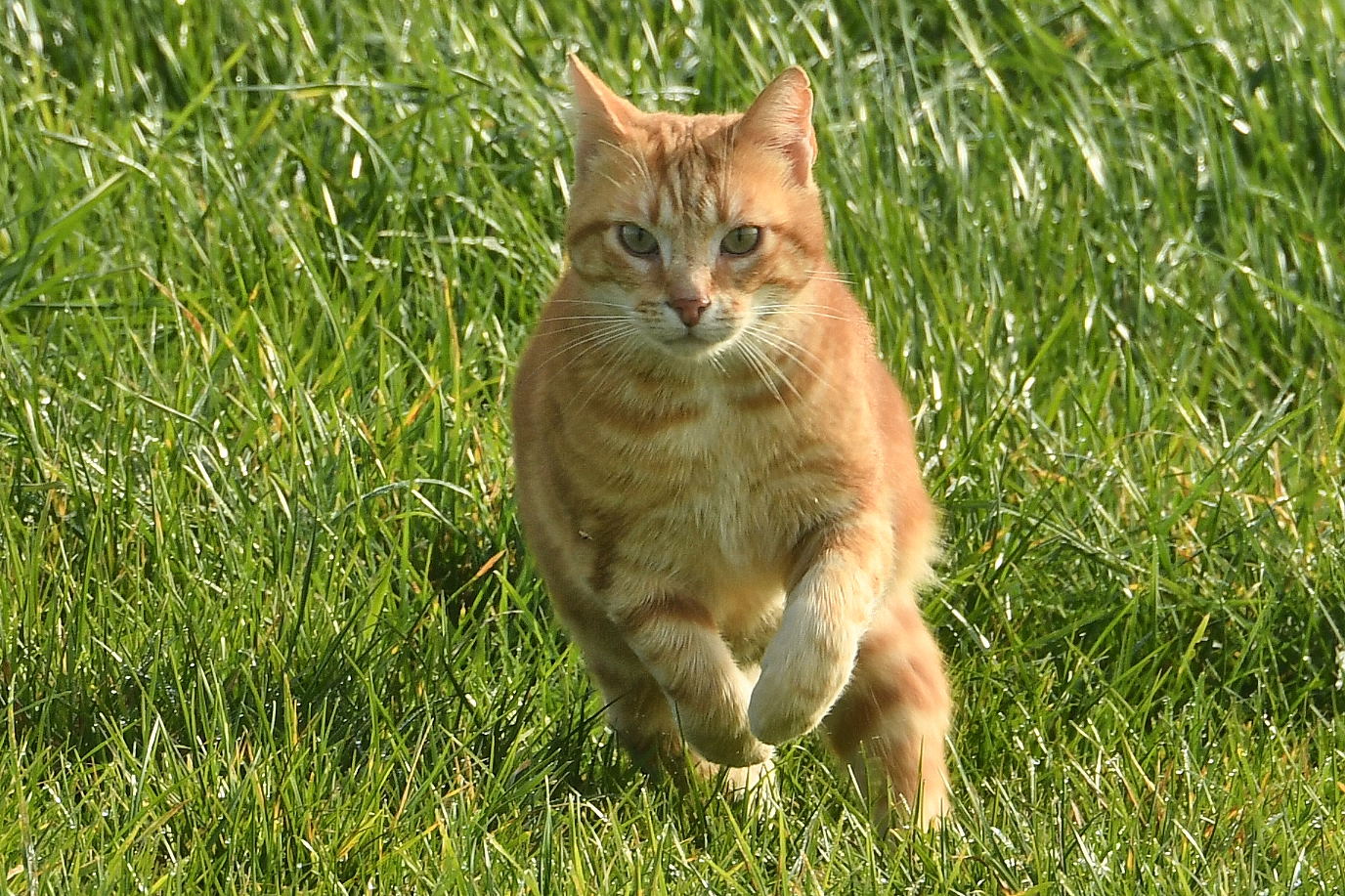 Coup d'pattes
