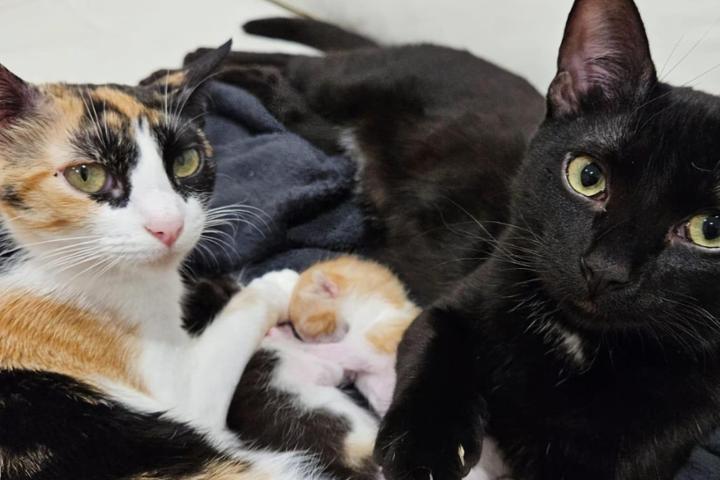 Gatera protectora de animales Ceuta