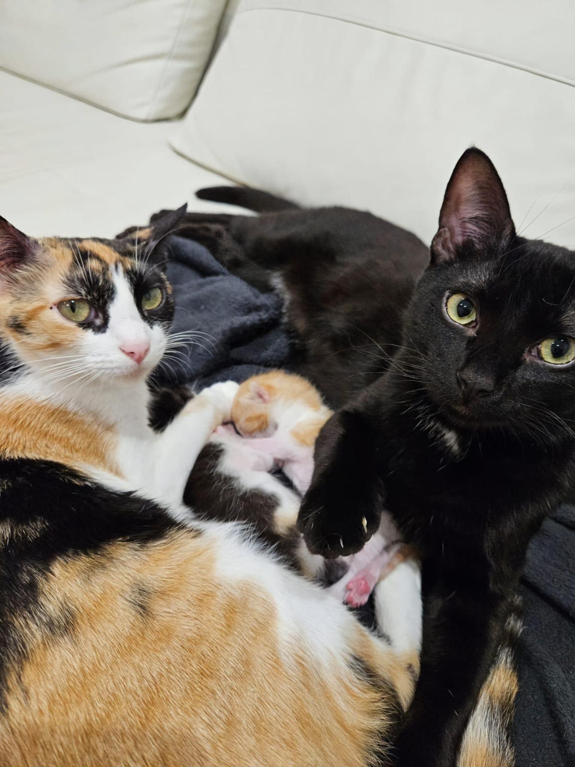 Gatera protectora de animales Ceuta