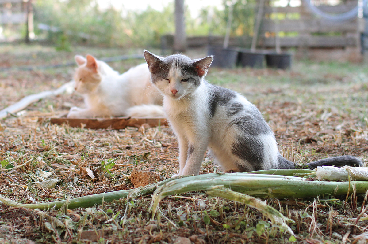 Spay/Neuter in Cyprus