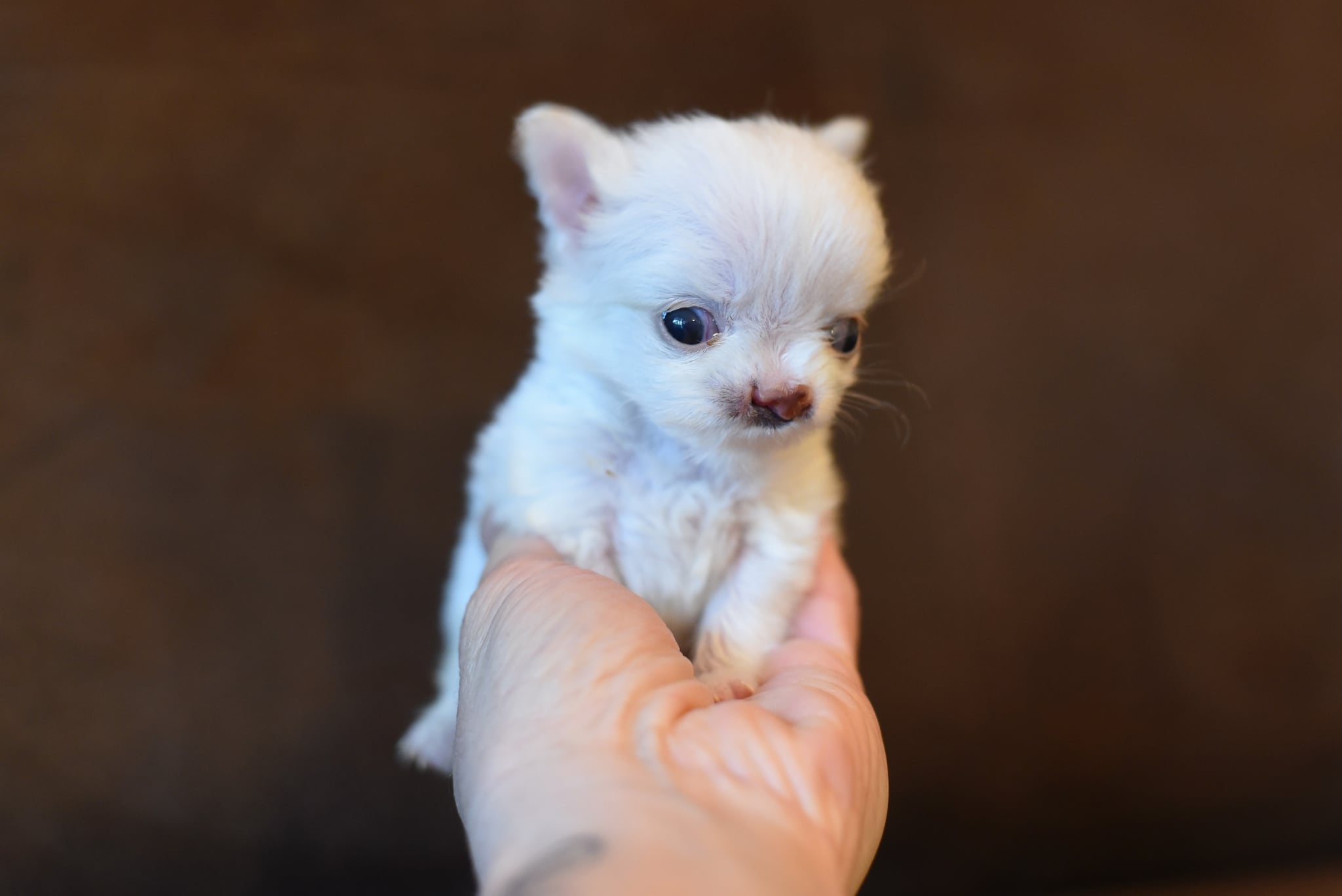 La Tribu du Fourmilier