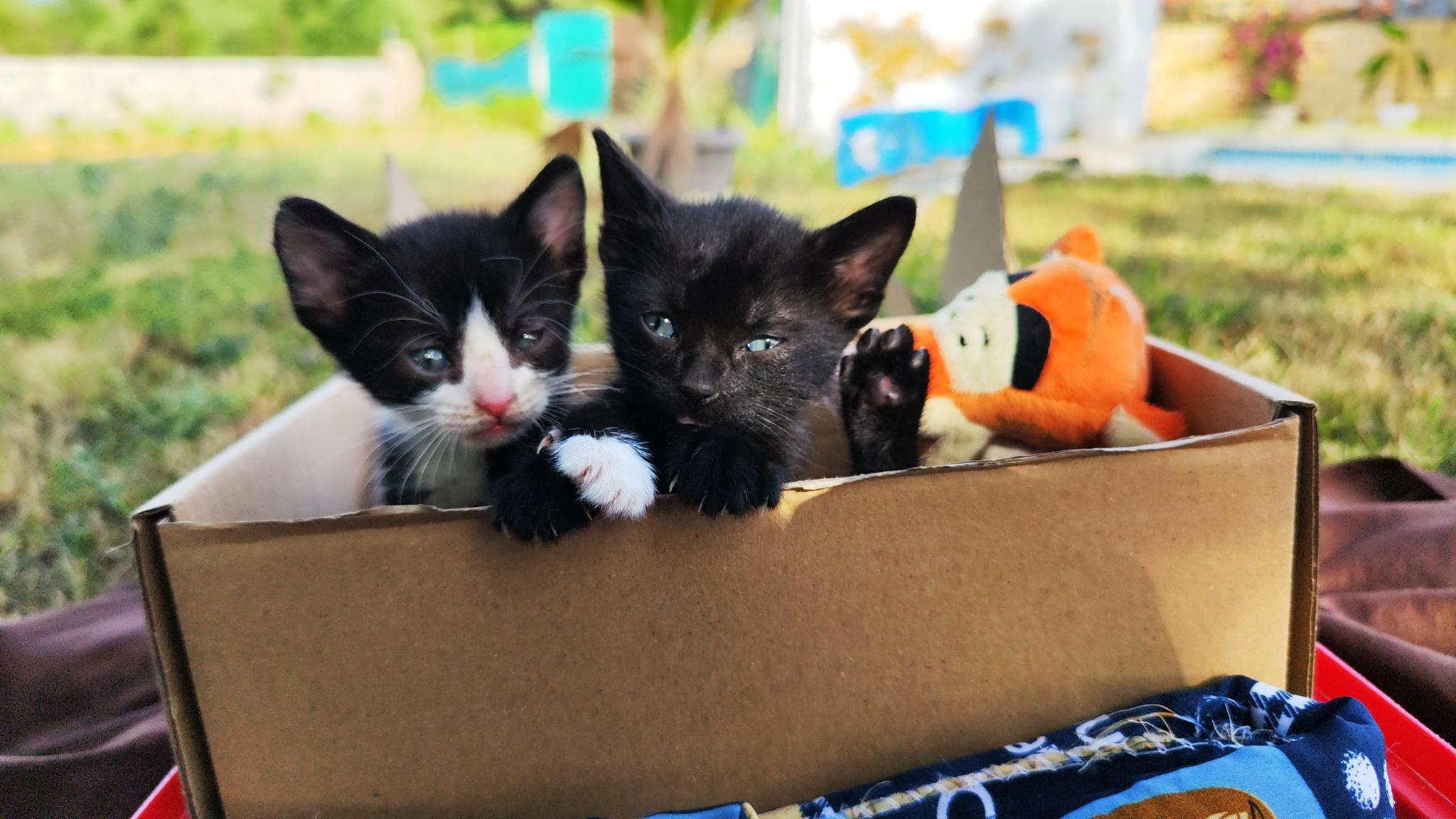 Para gatitos sin hogar