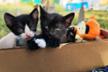 Para gatitos sin hogar