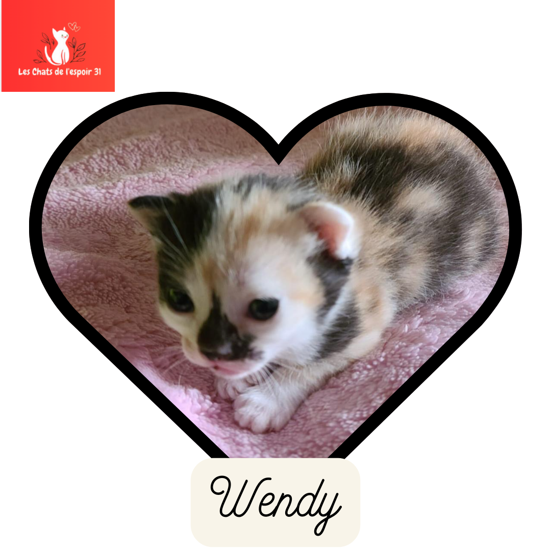 Les chats de l'espoir du 31