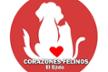 CORAZONES FELINOS EL EJIDO