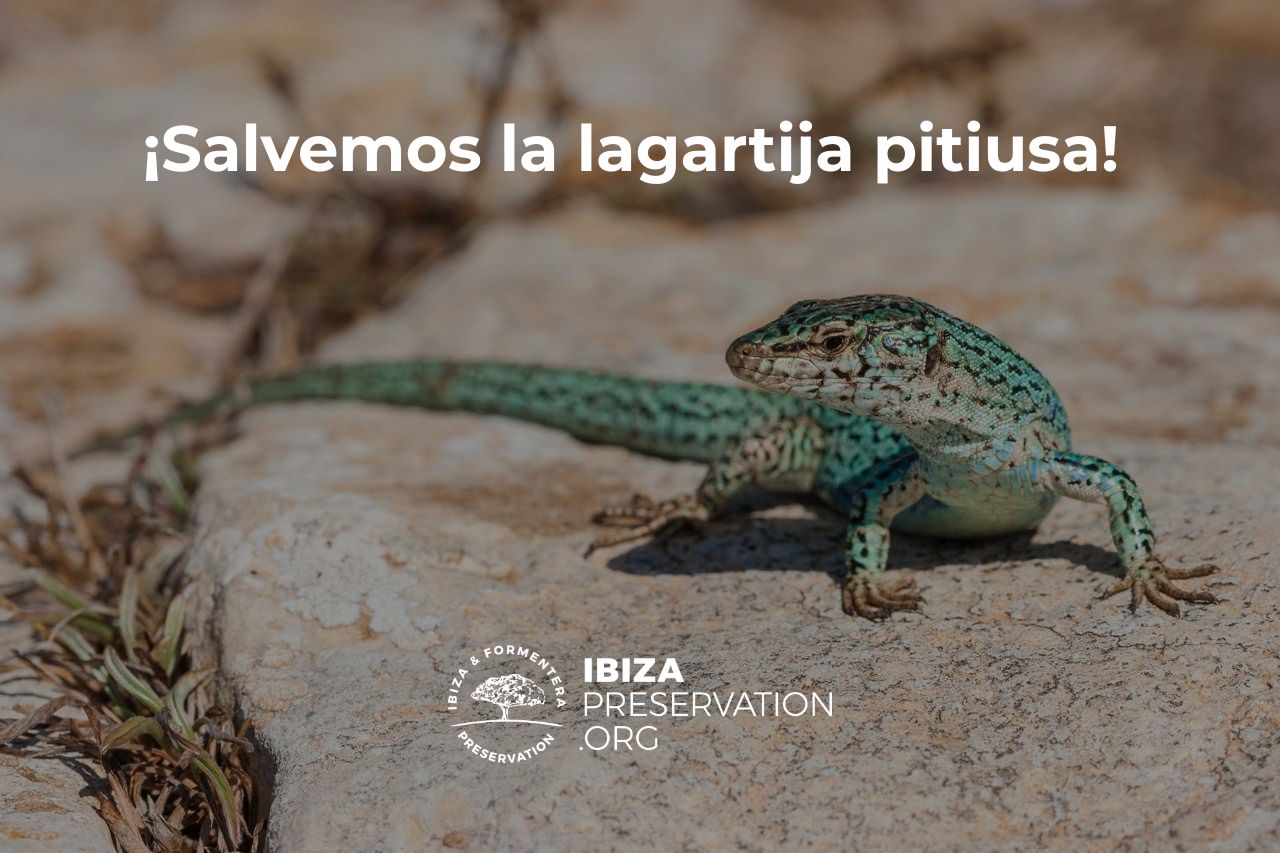 Salvemos la lagartija pitiusa