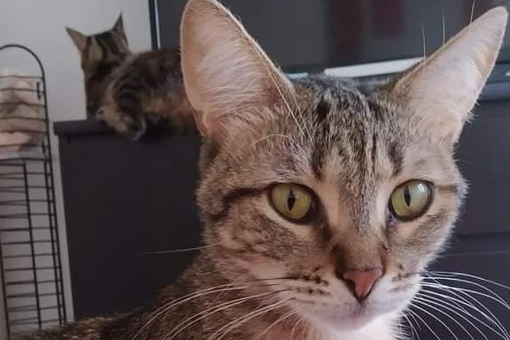 Ma ville, mes animaux