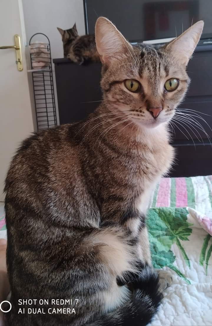 Ma ville, mes animaux