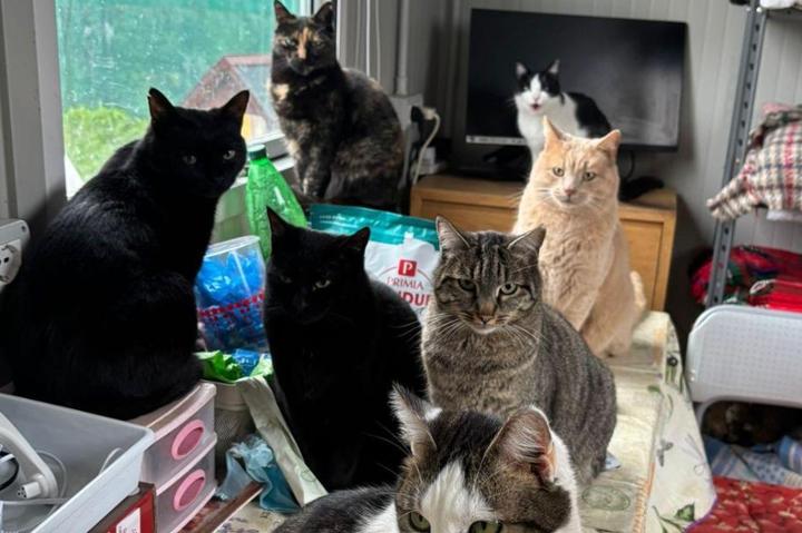 Cani e Mici per Amici & Miciolandia