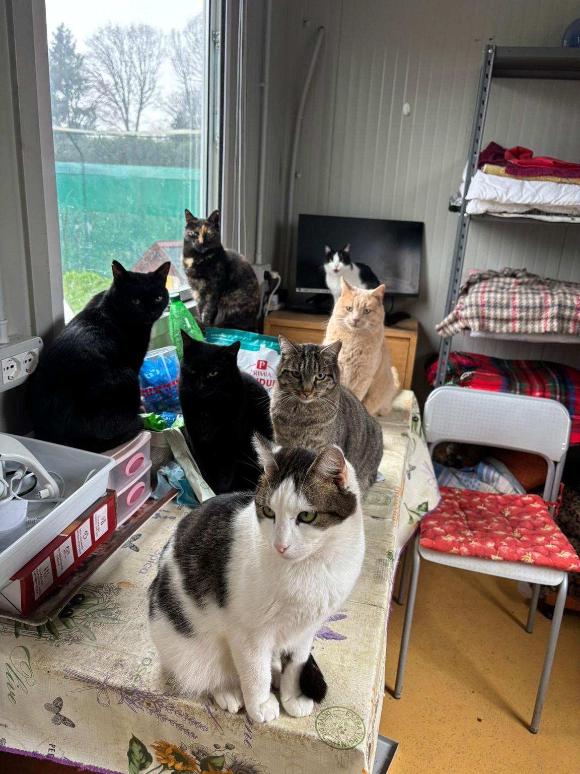 Cani e Mici per Amici & Miciolandia