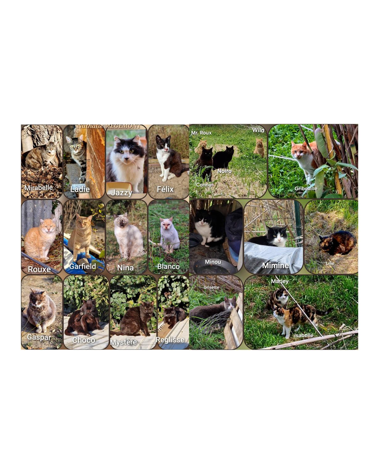 Les Ronrons de Pollestres