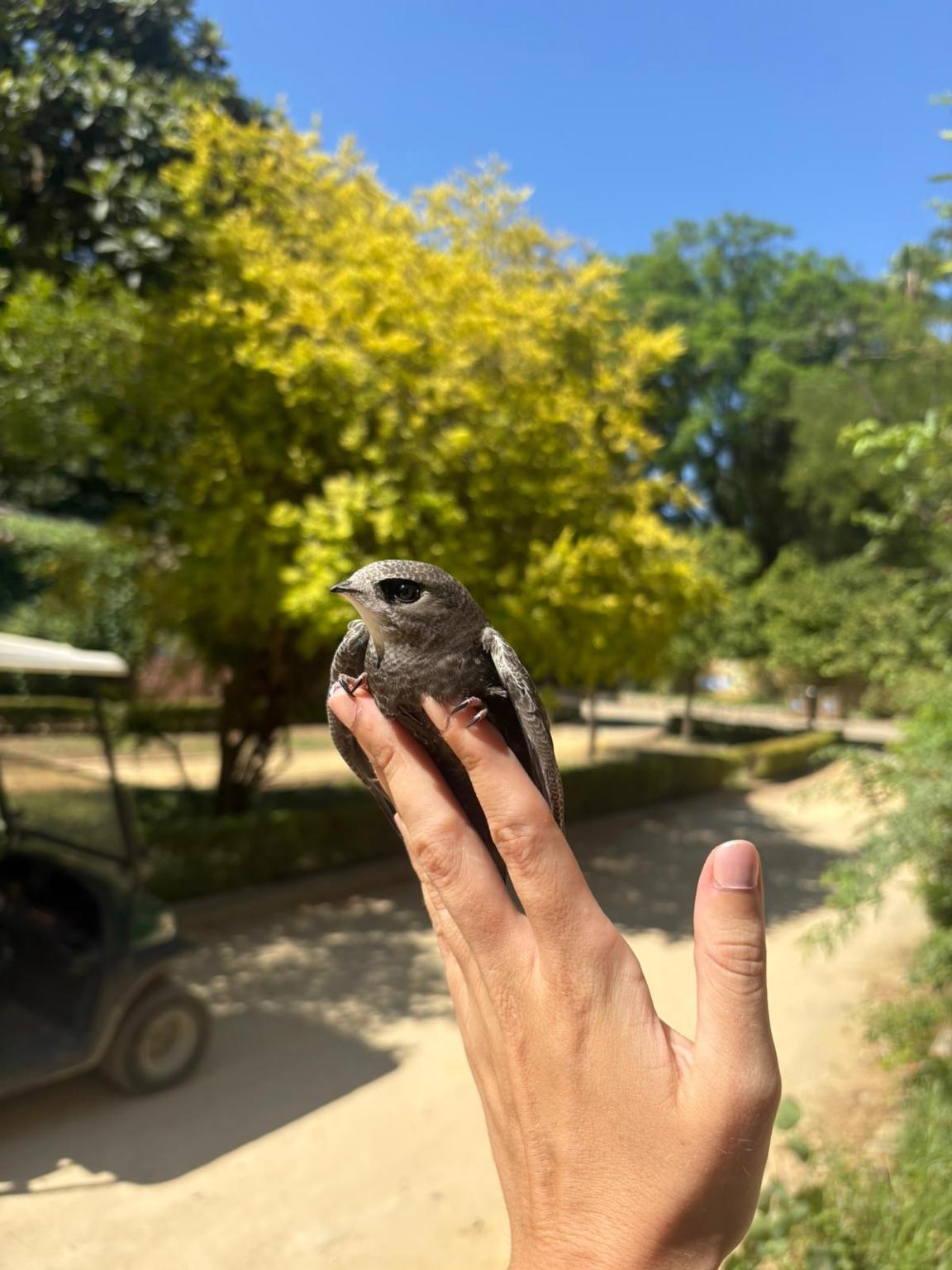 Proyecto Vencejos - SGHN