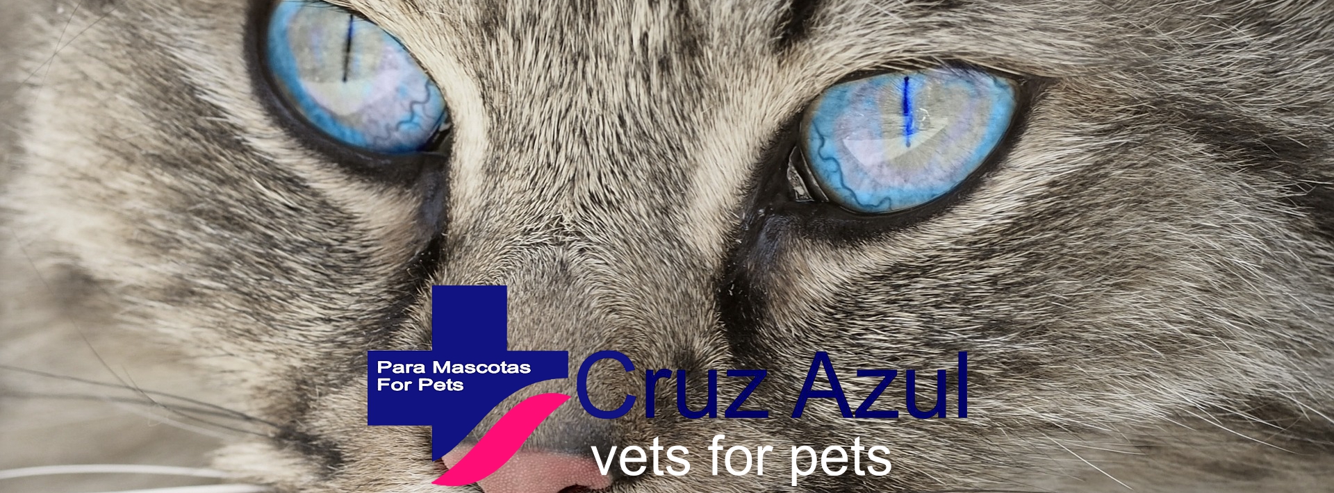 Cruz Azul Para Mascotas