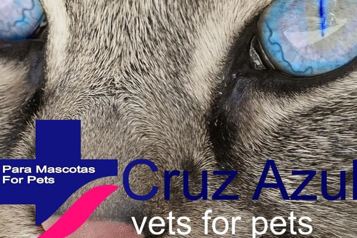 Cruz Azul Para Mascotas