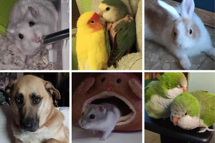 Una familia muy animal