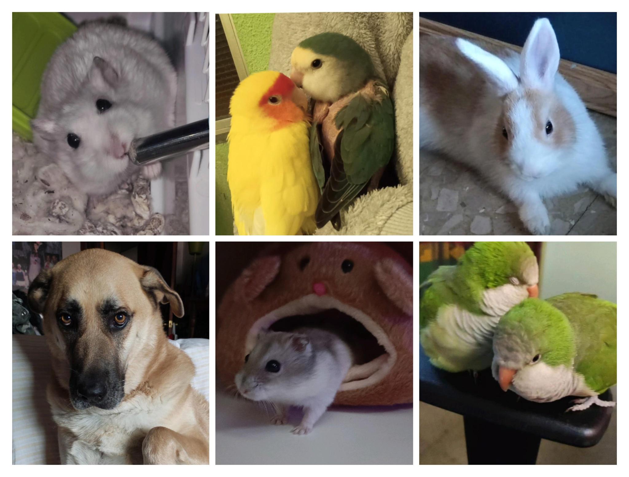 Una familia muy animal