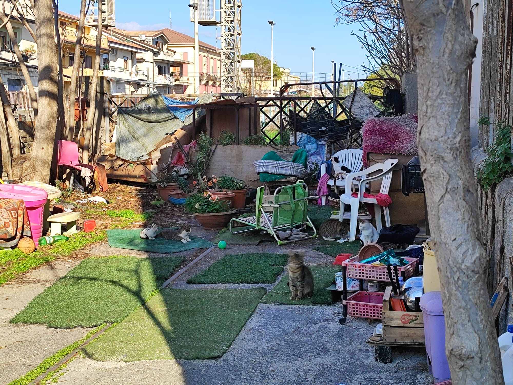 Colonia felina O.L.A