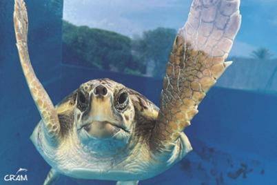 CRAM Foundation: helping to conserve sea turtles CRAM Foundation: helping to conserve sea turtles