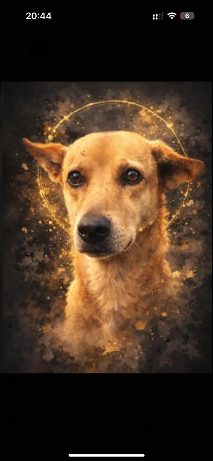 Nana sauveuse ses animaux en Thaïlande