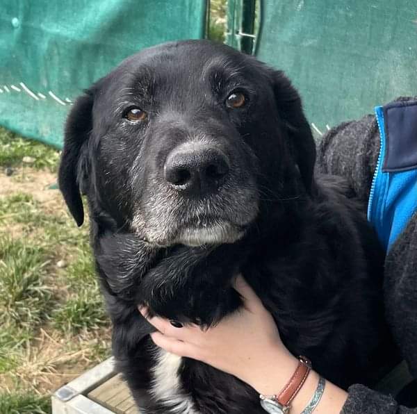 sauver les animaux abandonnés maltraité tués tortures battus au Maroc