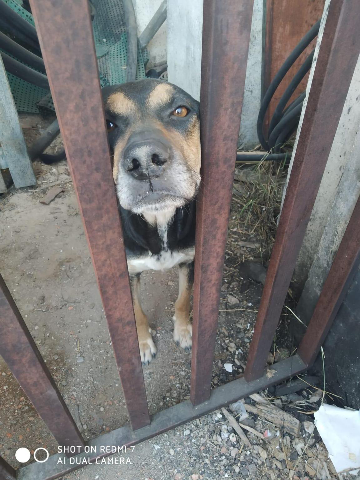 AYUDA PERRITA 11 CACHORROS