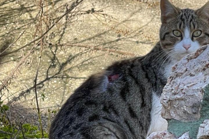 Ayuda gatos callejeros.