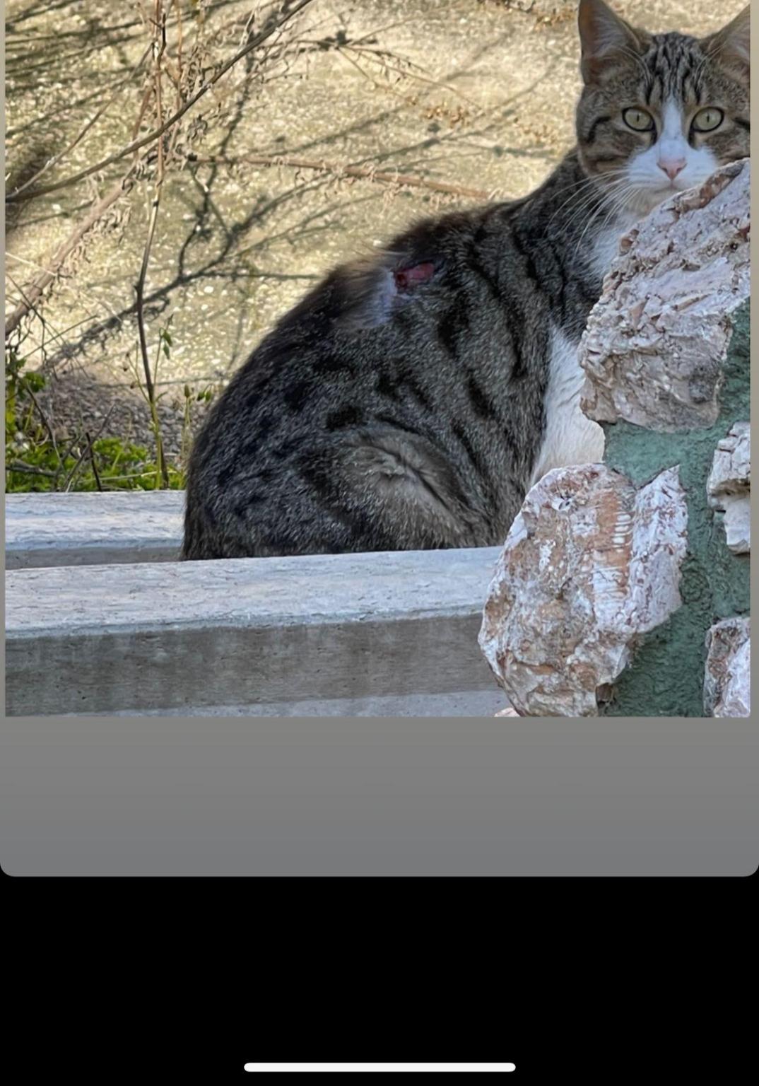 Ayuda gatos callejeros.