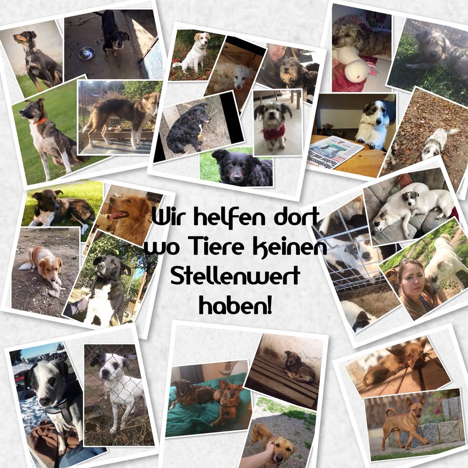 Tierhilfe Süden Austria 2025