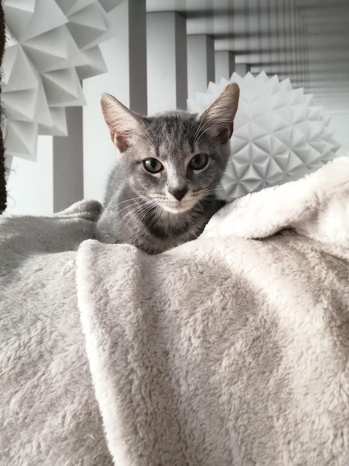 Sauvetage Animaux 21