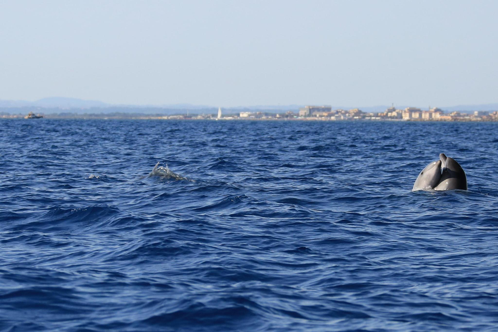 €1 for coastal dolphins, with sotto al mare to protect them