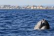 SOS Delfini: Proteggiamoli insieme, supporta APS Sotto al Mare