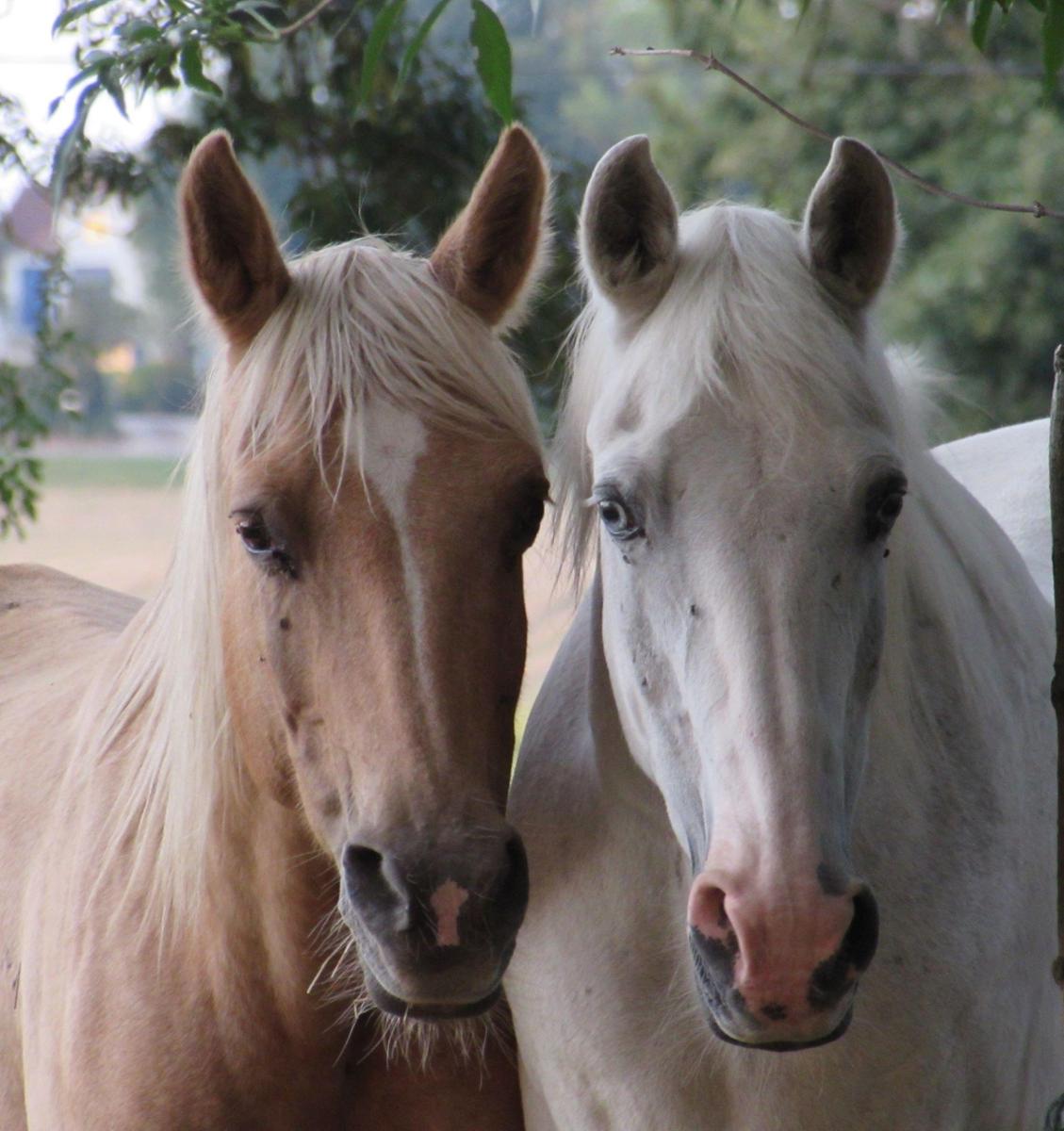 Association Espoirs Equestres