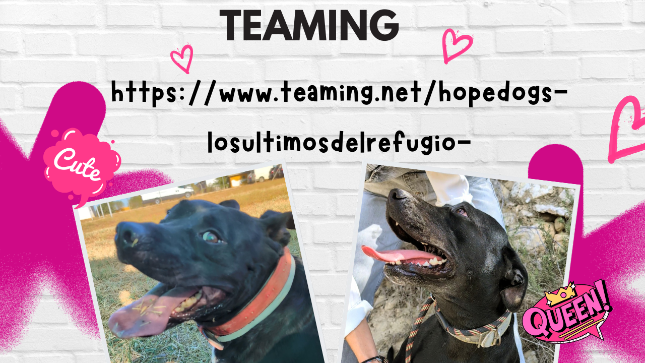 Hope Dogs. Los Últimos del Refugio.