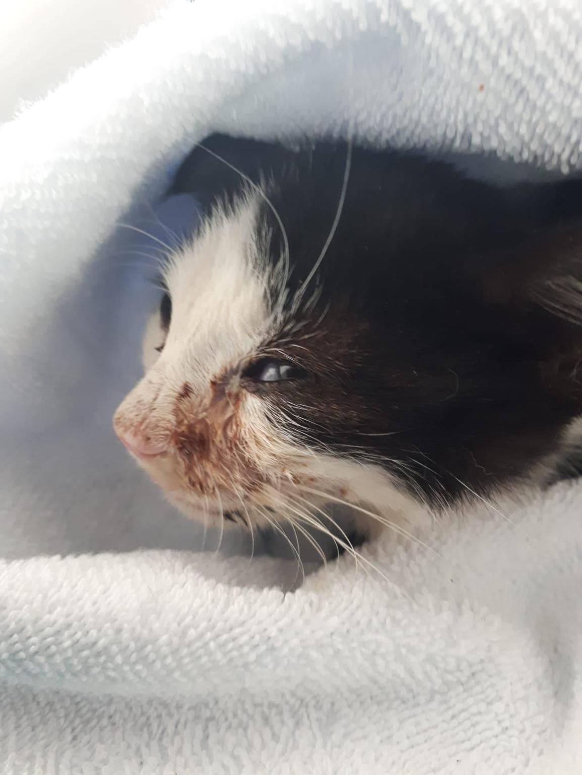 Kalimera - Swiss Help for Mykonos Animals