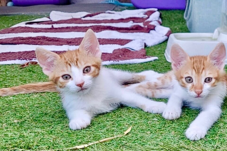 Association Catsilver